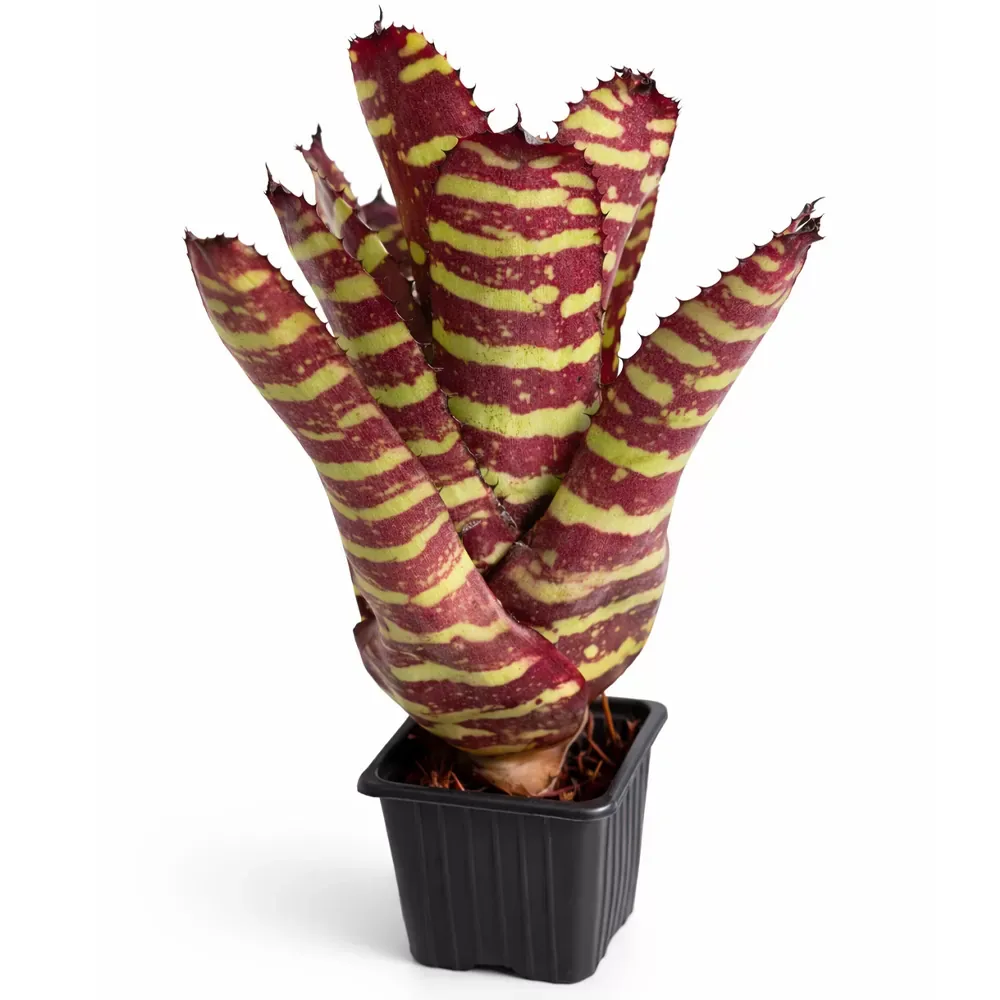 Neoregelia Golden Pheasant - Image 2