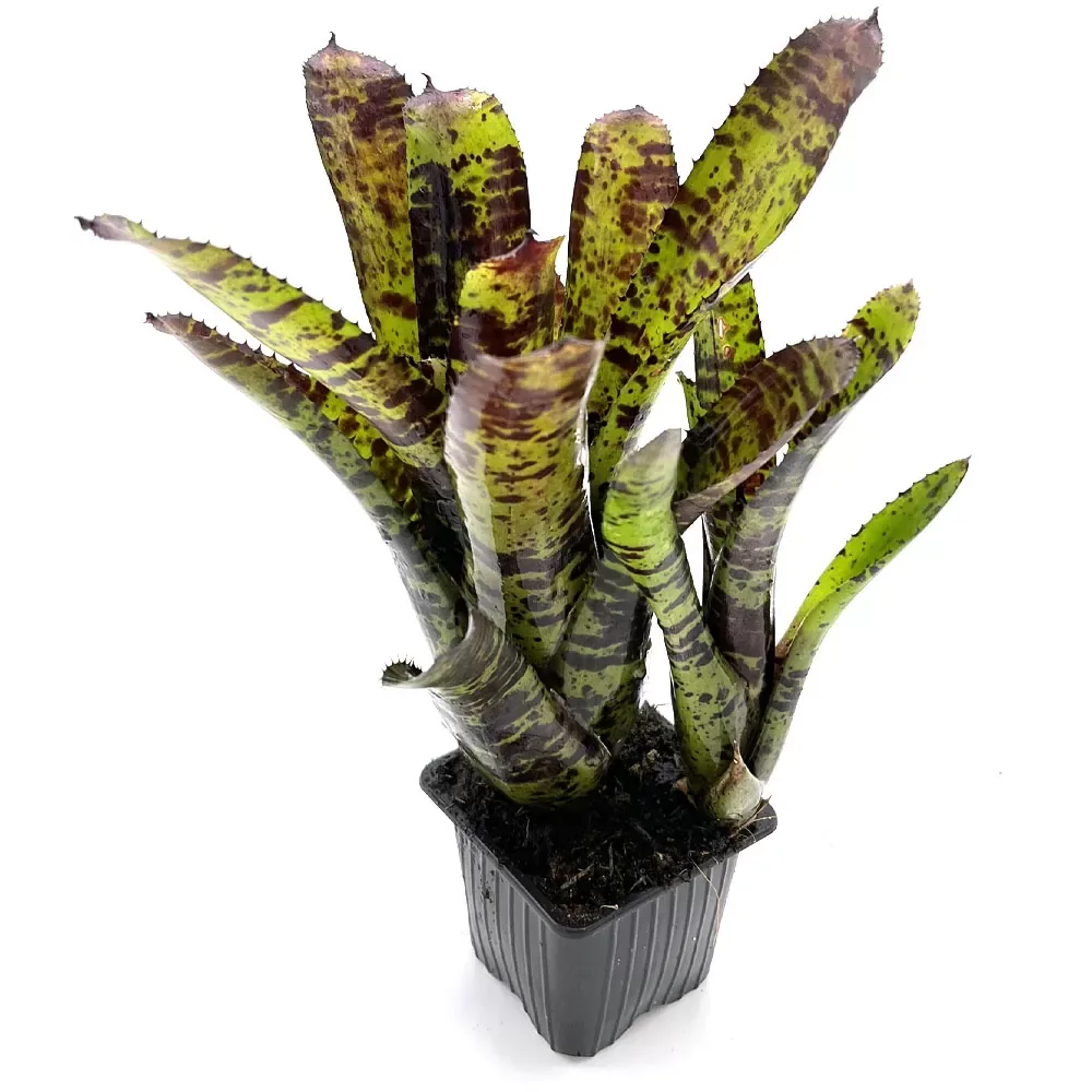 Neoregelia Hannibal Lecter x Cheers - Image 2