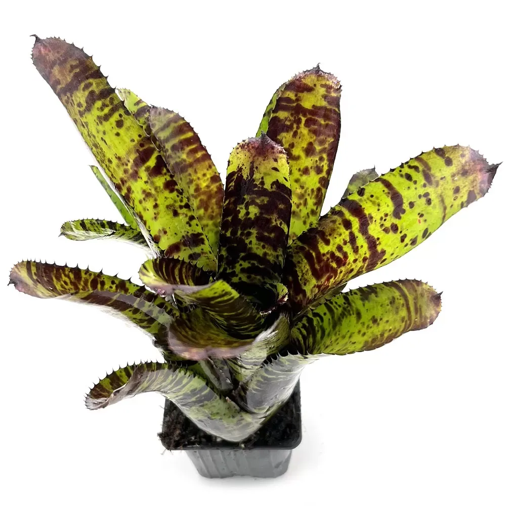 Neoregelia Hannibal Lecter x Cheers