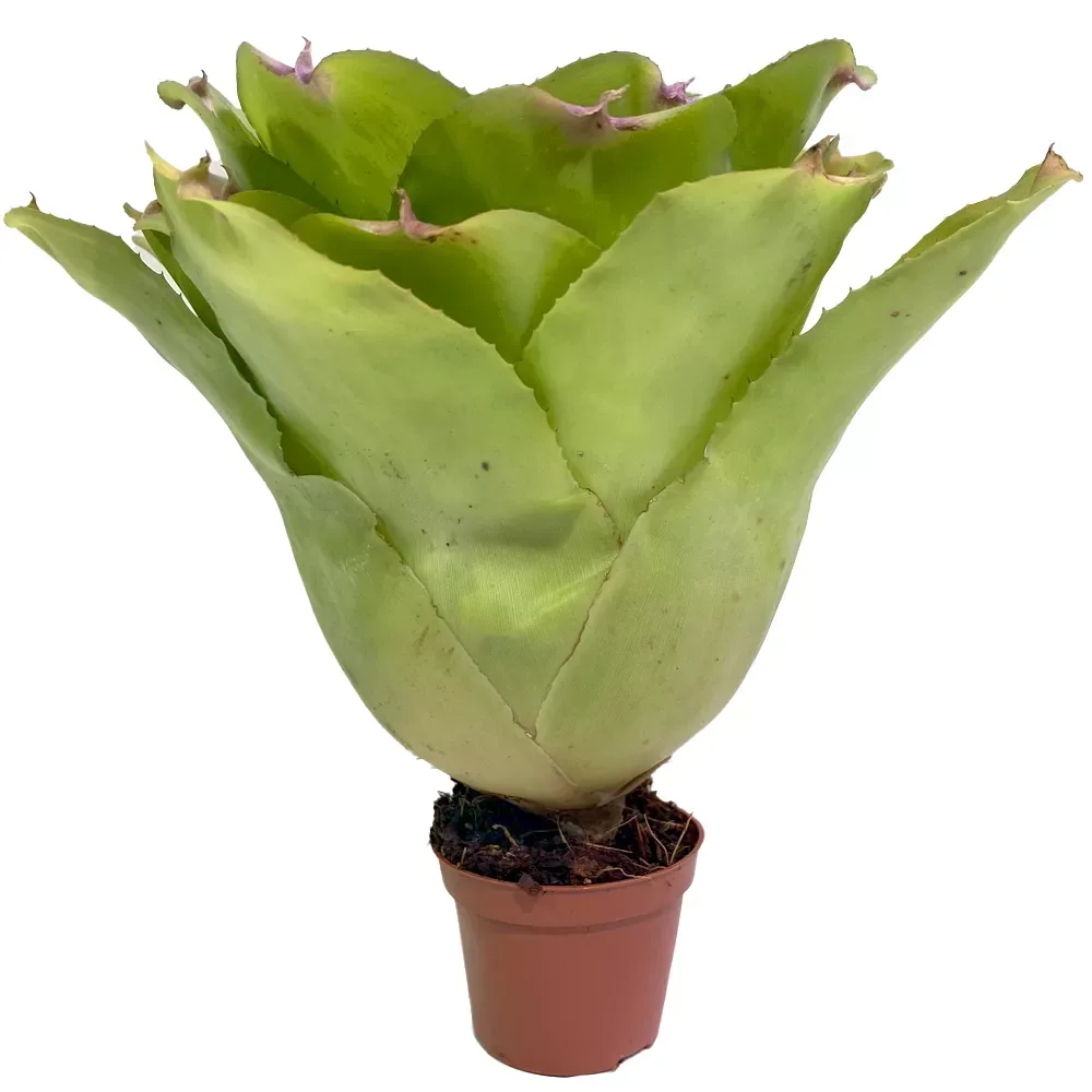 Neoregelia Johanis x Concentrica - Image 2