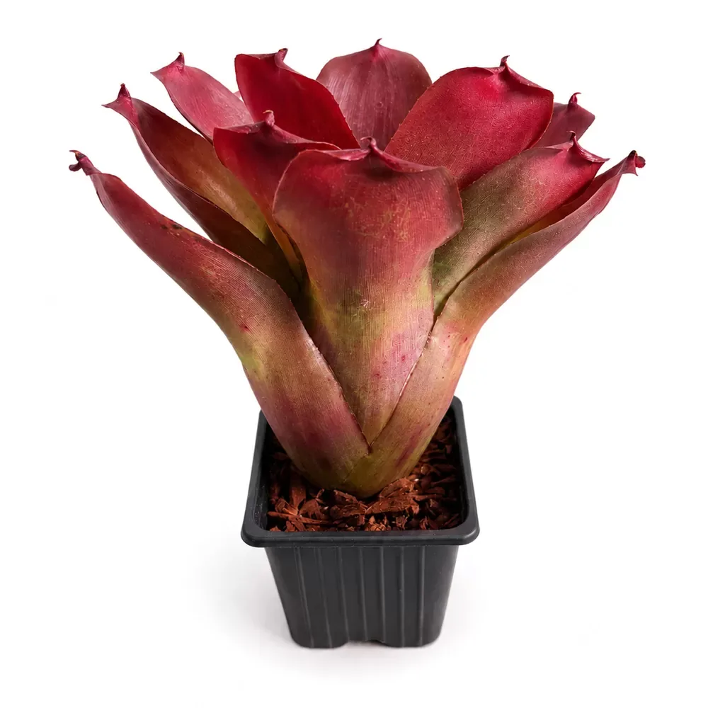Neoregelia Linda Hybrid - Image 2