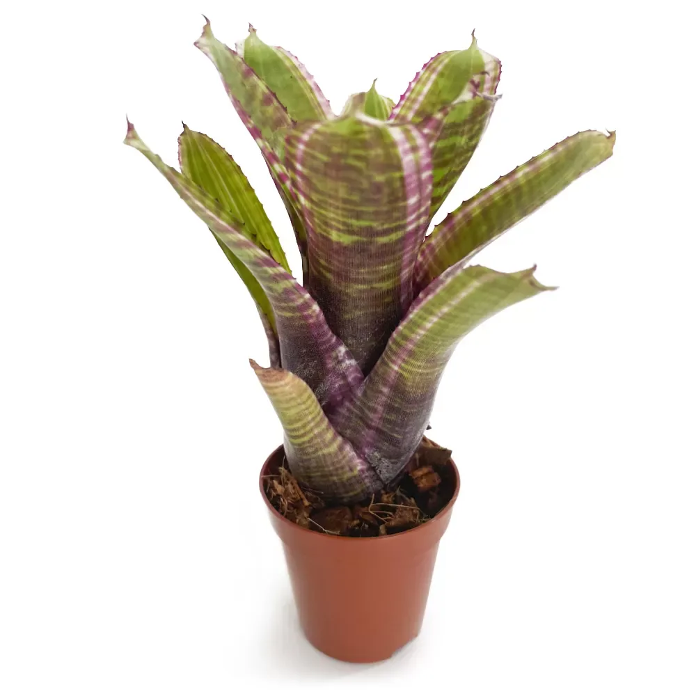 Neoregelia Live Wire x Moondust - Image 2