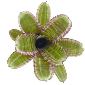 Neoregelia Live Wire x Moondust