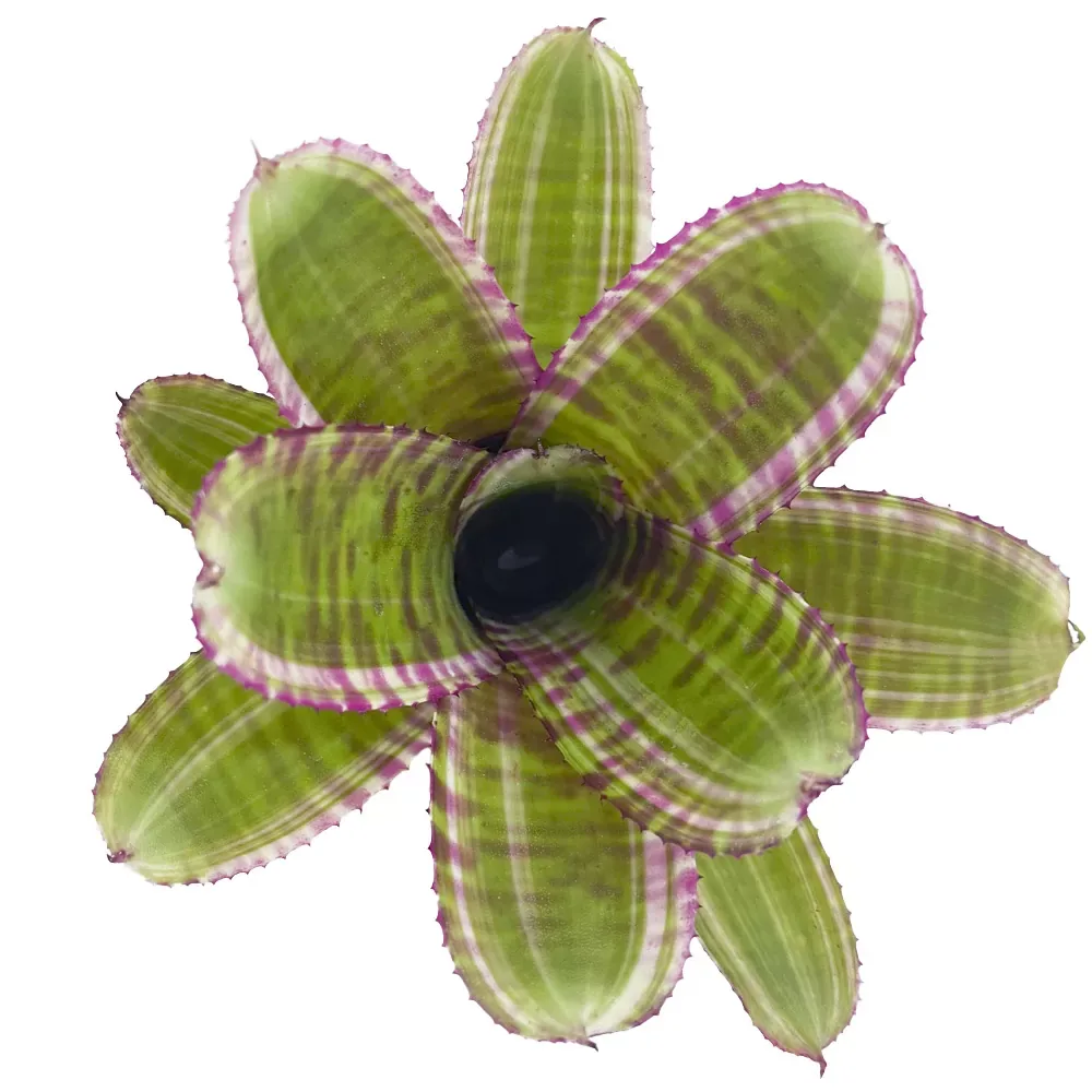 Neoregelia Live Wire x Moondust