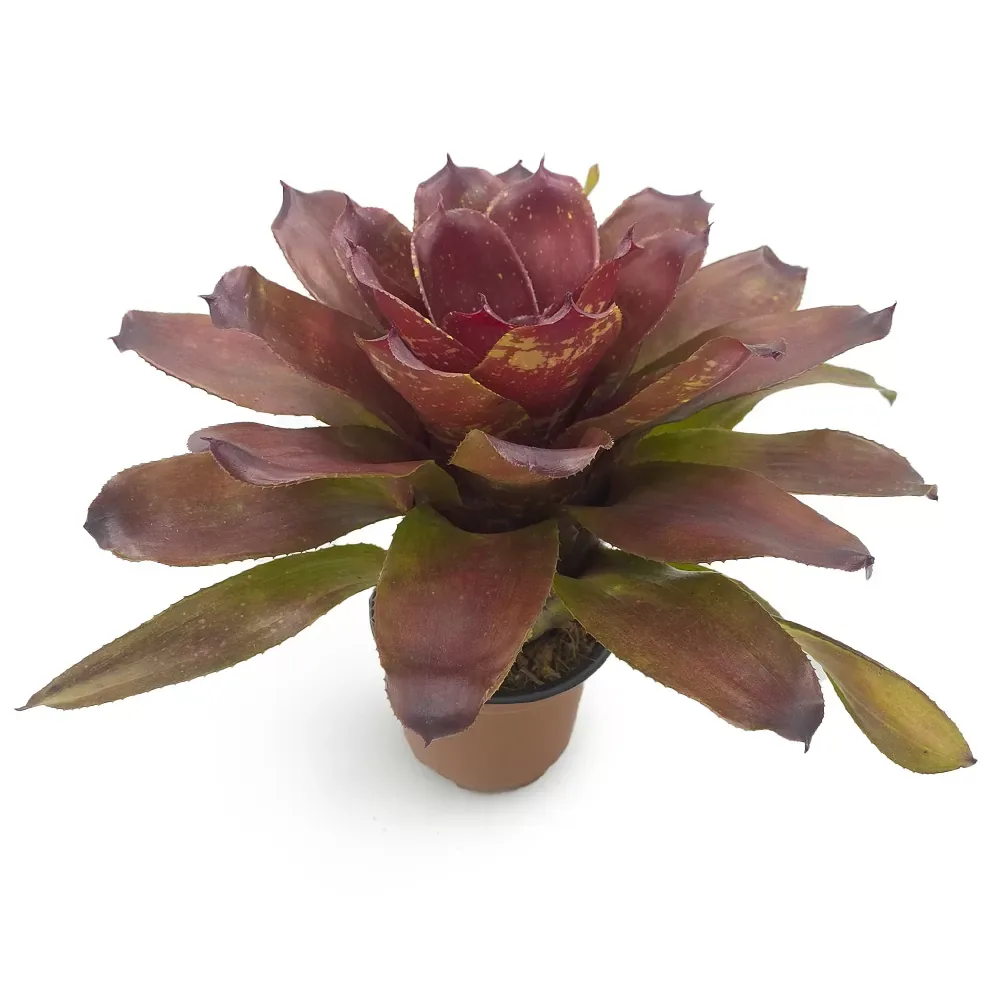 Neoregelia Lokelani x Super Cute Large - Image 2