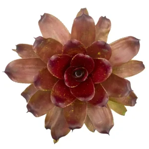 Neoregelia Lokelani x Super Cute Large