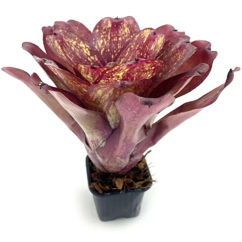 Neoregelia Lokelani x Super Cute Medium - Image 2