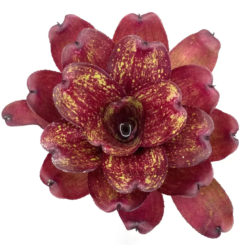 Neoregelia Lokelani x Super Cute Medium