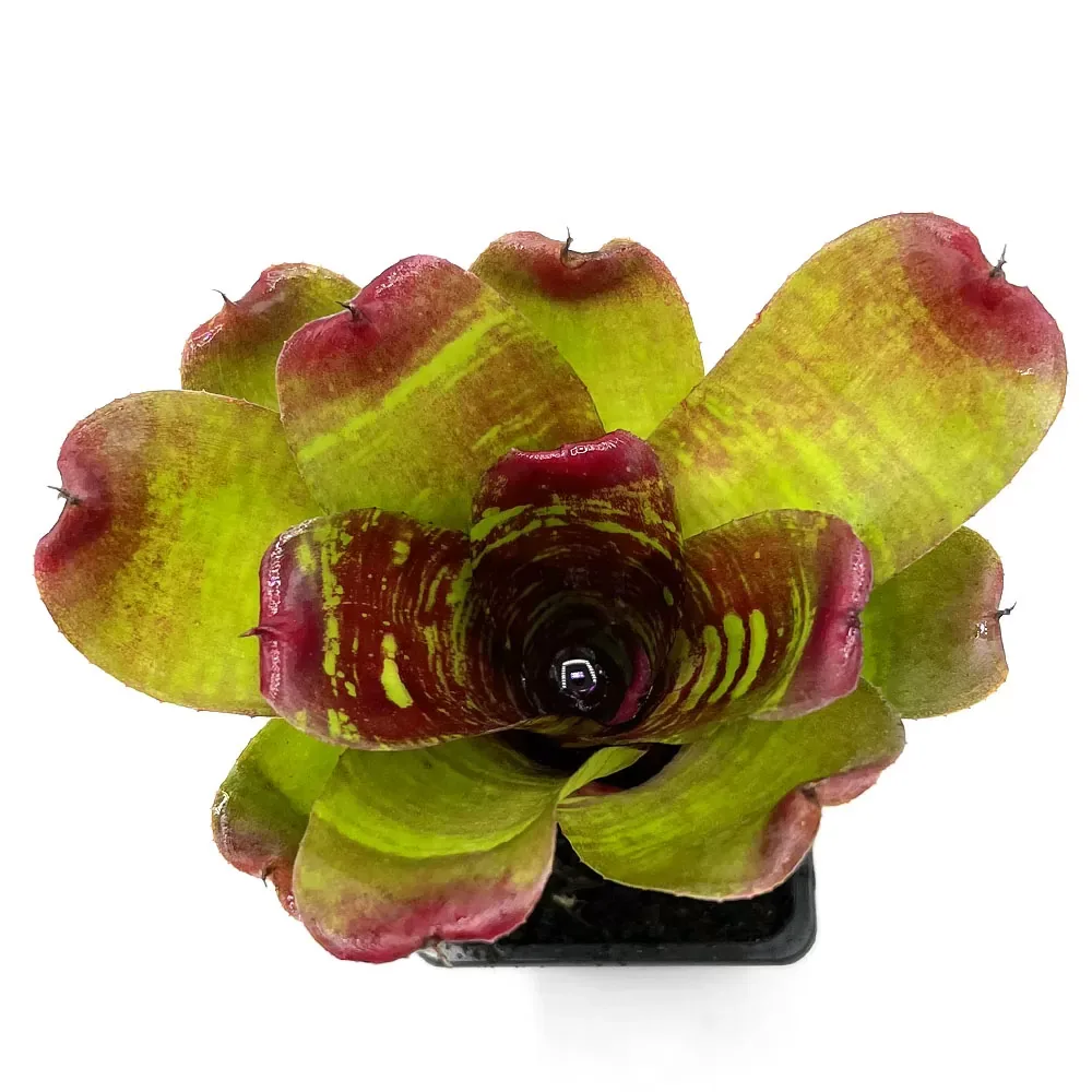 Neoregelia Maestra Vida