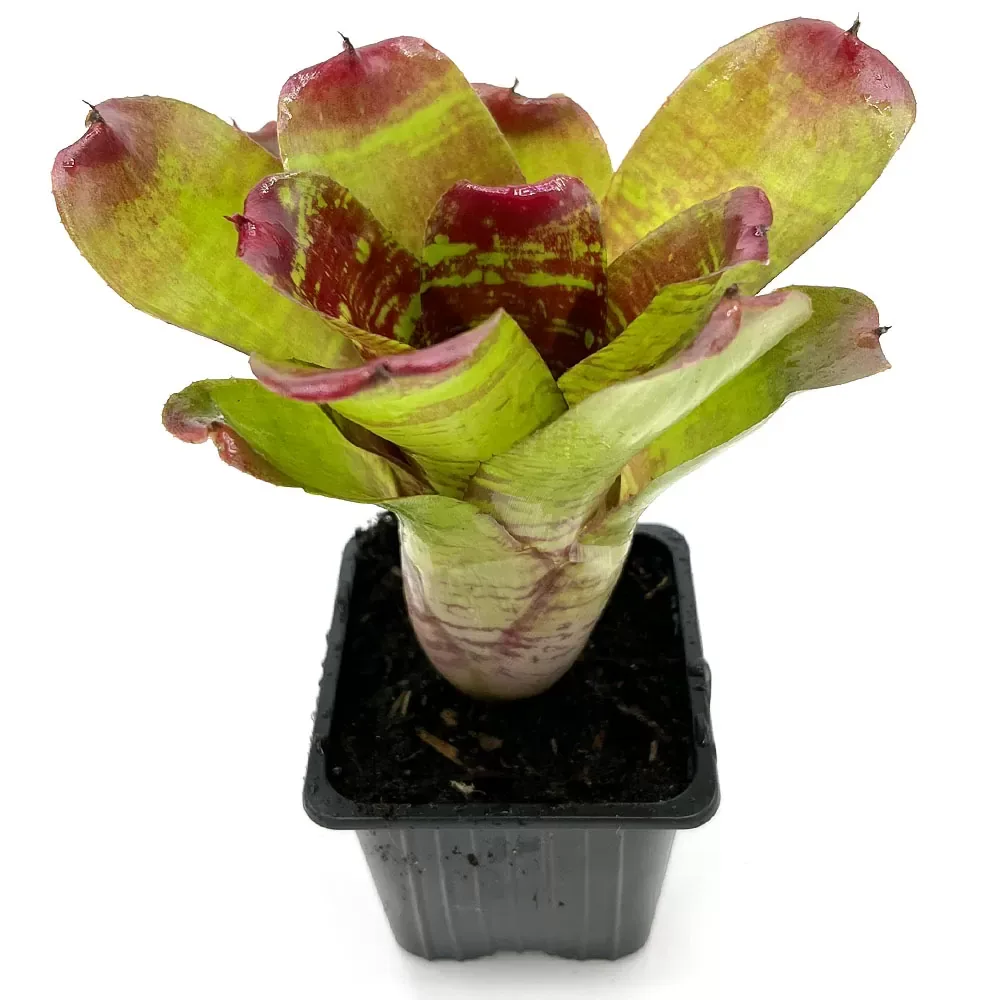 Neoregelia Maestra Vida - Image 2