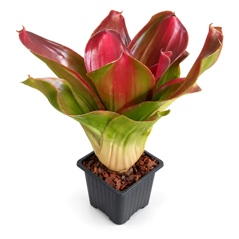 Neoregelia Medusa Spineless x Pink Debbie - Image 2