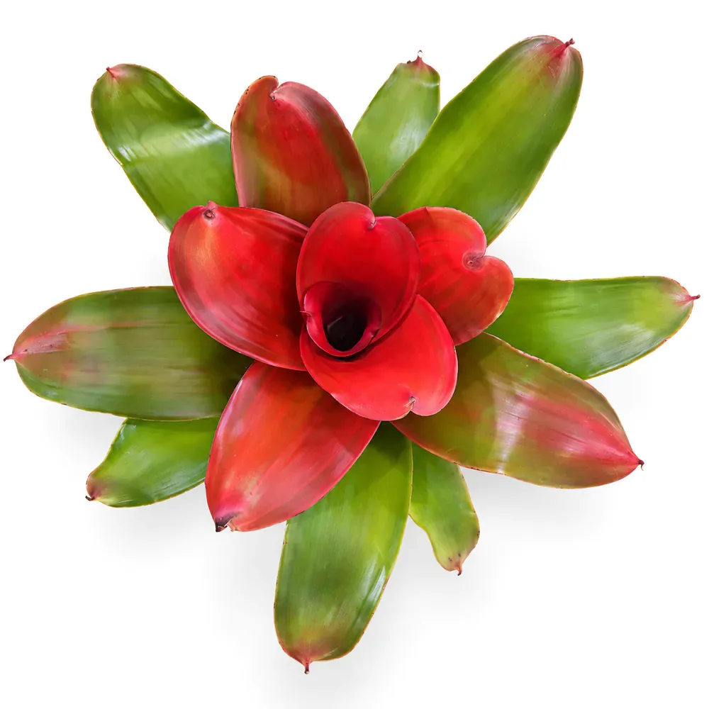 Neoregelia Medusa Spineless x Pink Debbie
