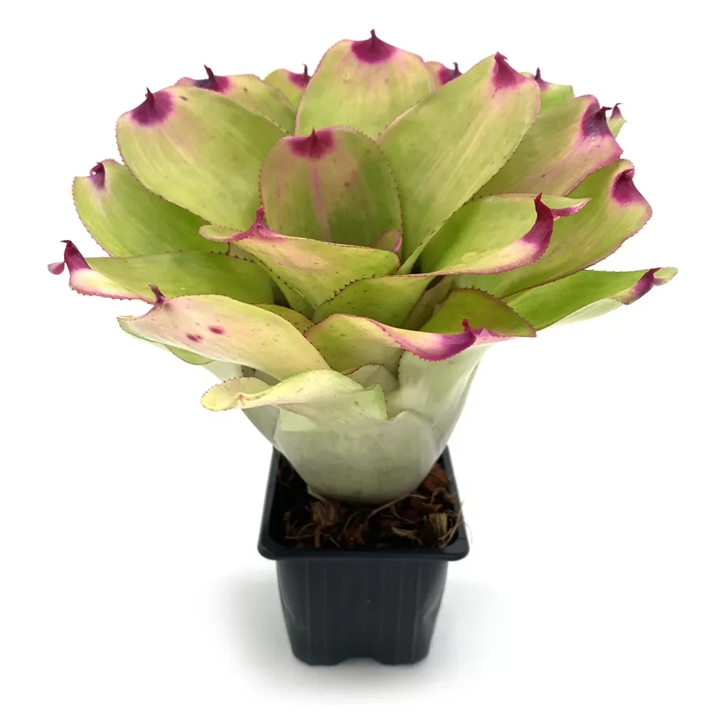 Neoregelia Mini Ninja - Image 2