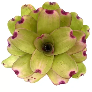 Neoregelia Mini Ninja