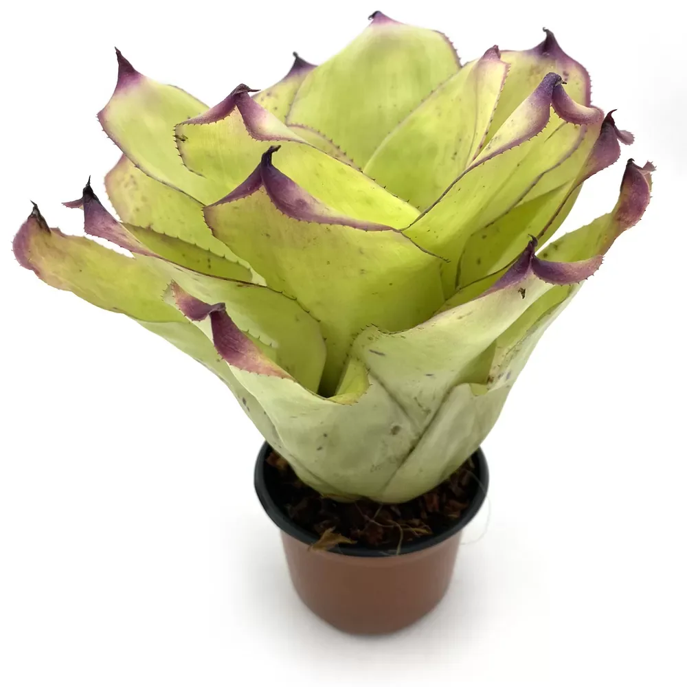 Neoregelia Ninja Hybrid - Image 2
