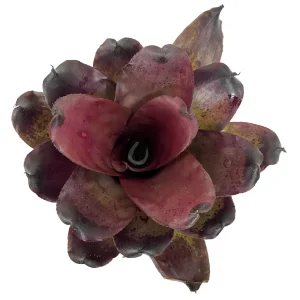 Neoregelia Pitch Black