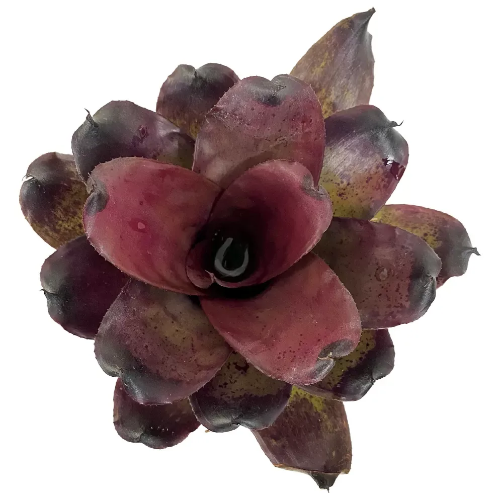 Neoregelia Pitch Black