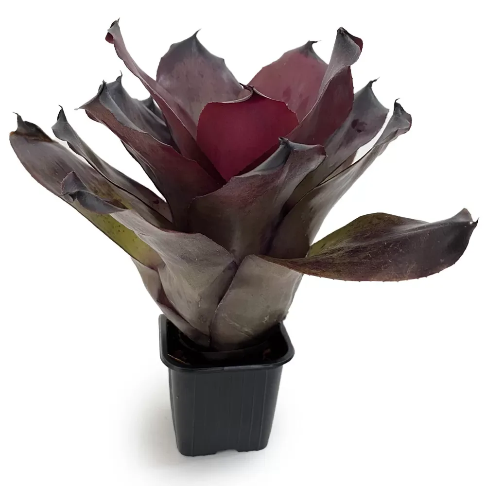 Neoregelia Pitch Black - Image 2