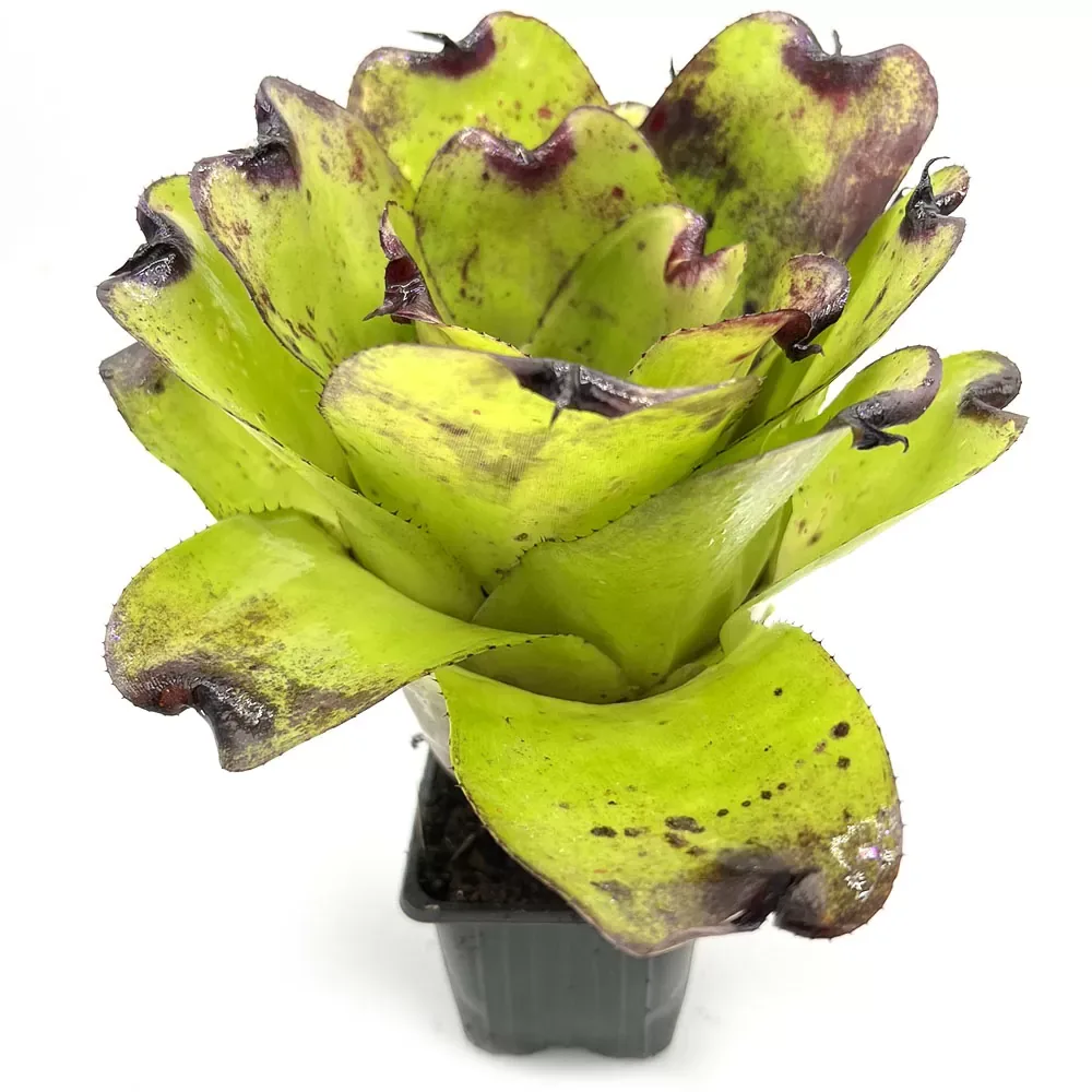 Neoregelia Pitch black x Pink Debbie - Image 2