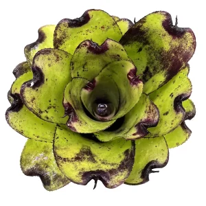 Neoregelia Pitch black x Pink Debbie