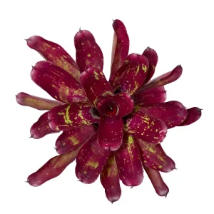Neoregelia Red Tone type 2