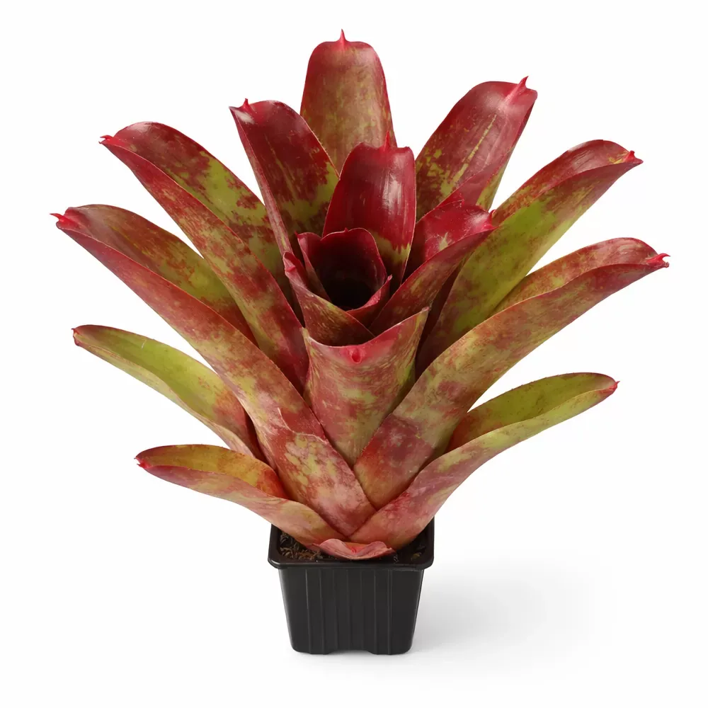 Neoregelia Ring of Fire - Image 2
