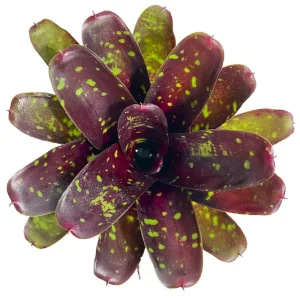 Neoregelia Royal Burgundy x Fireball
