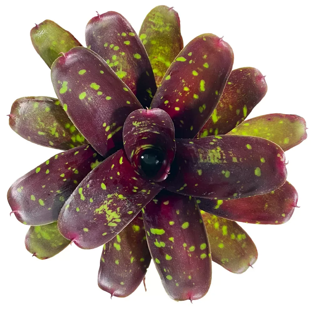 Neoregelia Royal Burgundy x Fireball