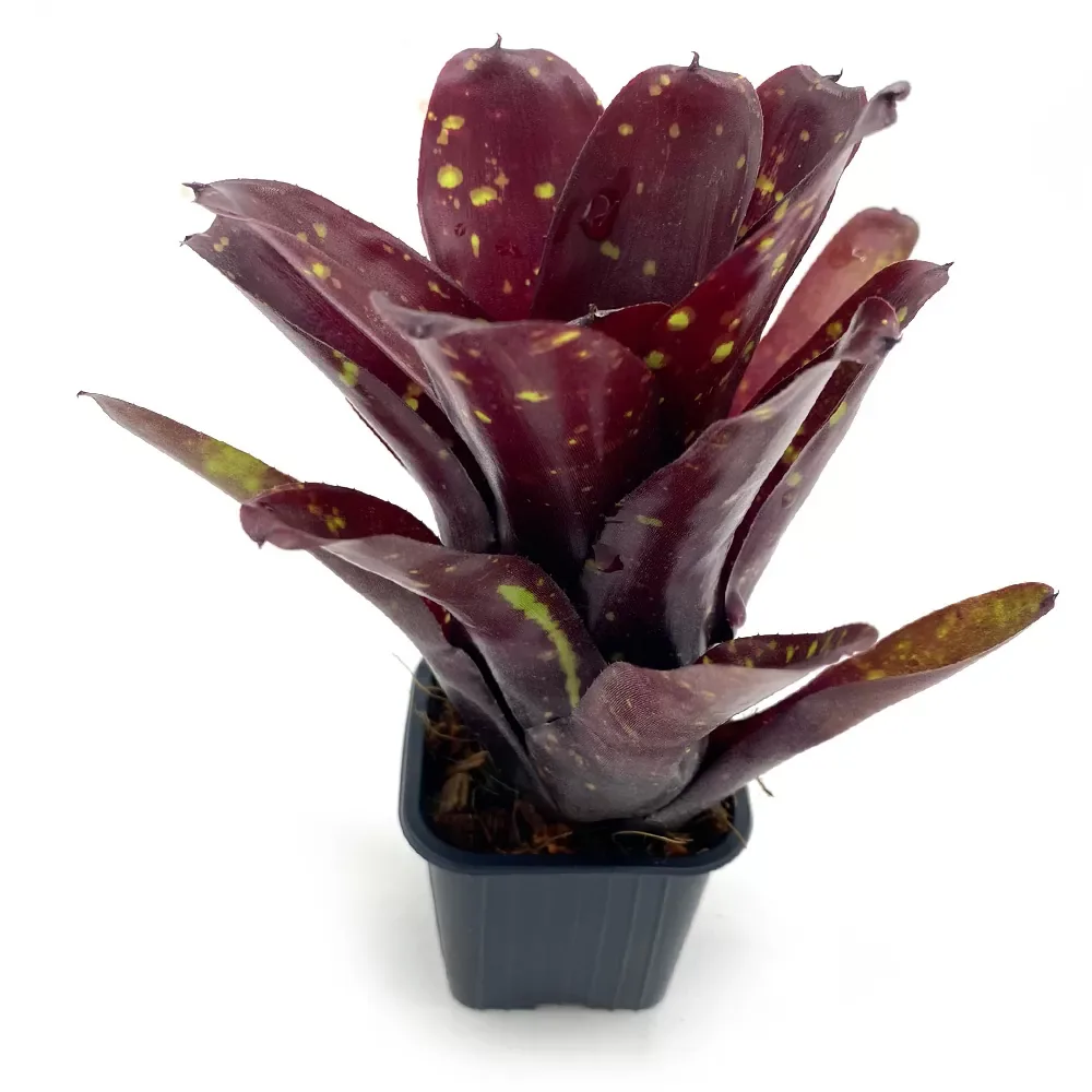 Neoregelia Royal Burgundy x Fireball - Image 2