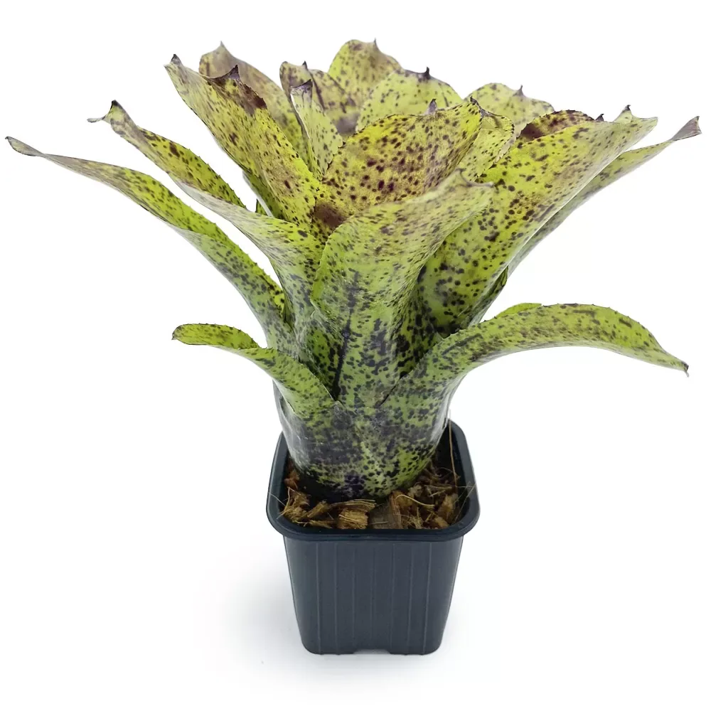 Neoregelia Shamrock - Image 2