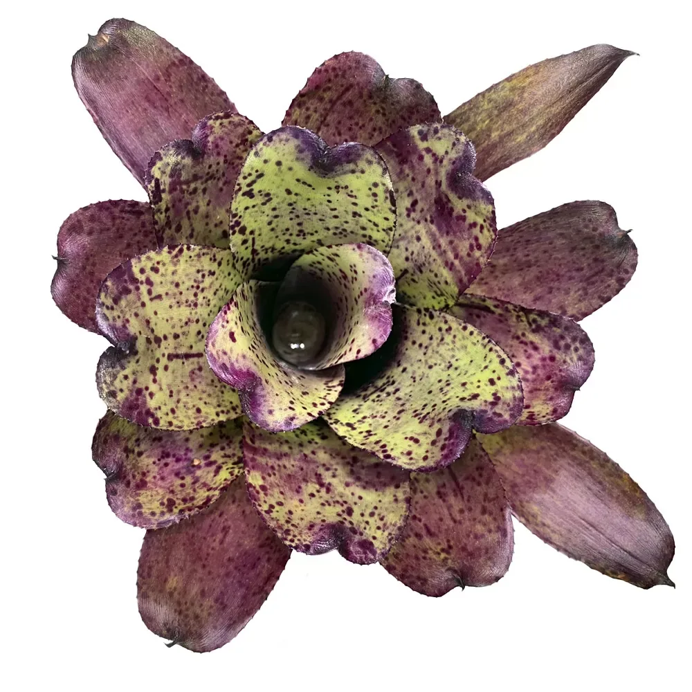 Neoregelia Shamrock