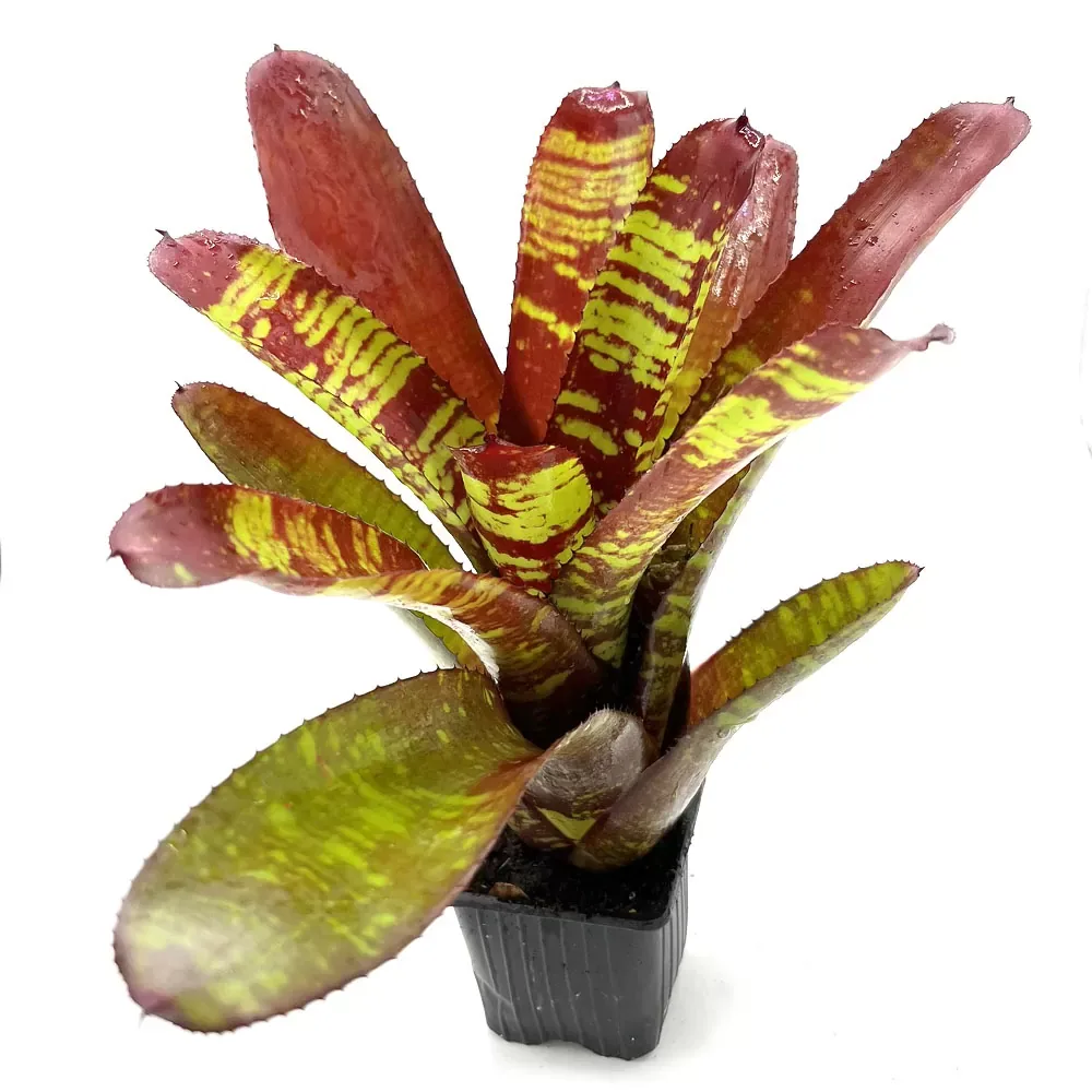 Neoregelia Stormtrooper Blood - Image 2