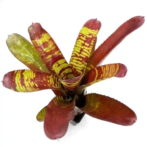 Neoregelia Stormtrooper Blood