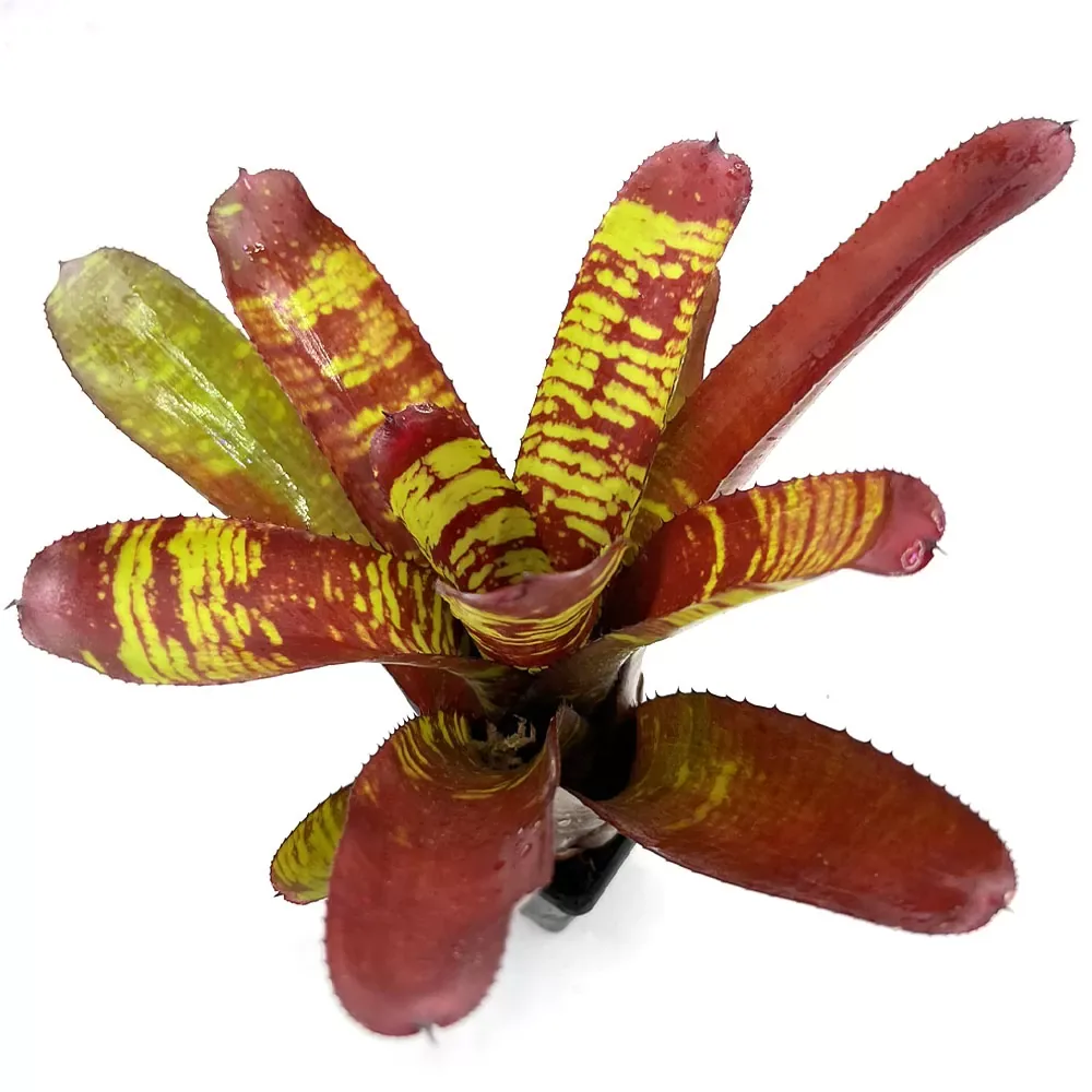 Neoregelia Stormtrooper Blood