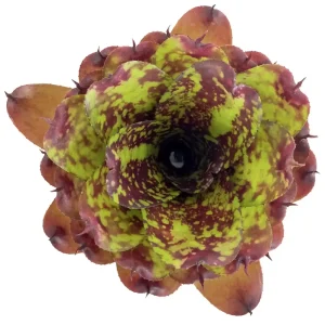 Neoregelia Super Cute