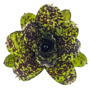 Neoregelia Super Cute S