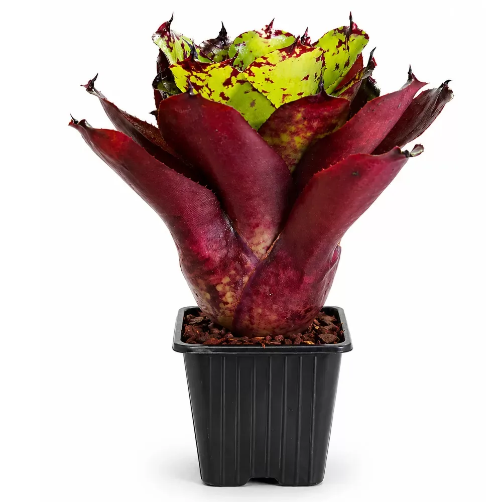 Neoregelia Super Cute x Winnie the Pooh - Image 2