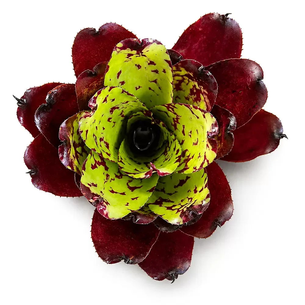 Neoregelia Super Cute x Winnie the Pooh