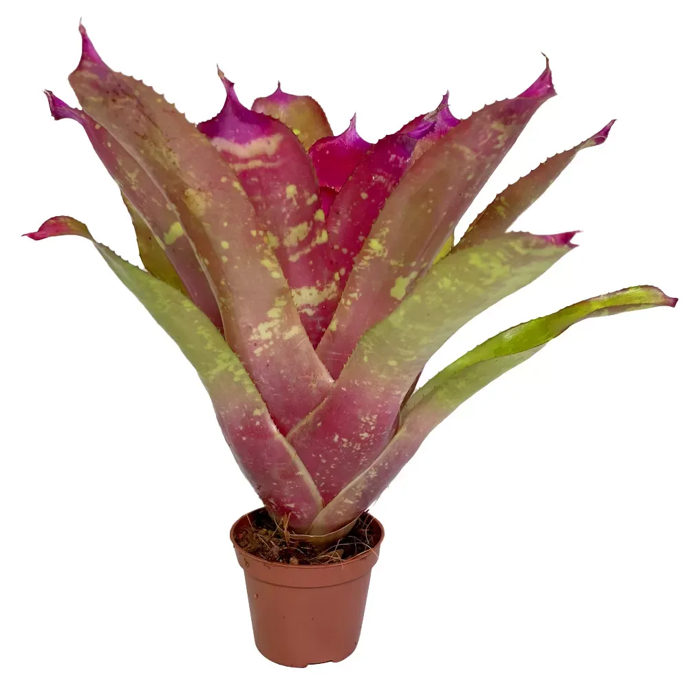 Neoregelia Super Pink Tone - Image 2