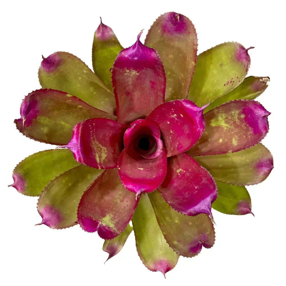 Neoregelia Super Pink Tone