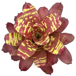 Neoregelia Sweety and Chubby