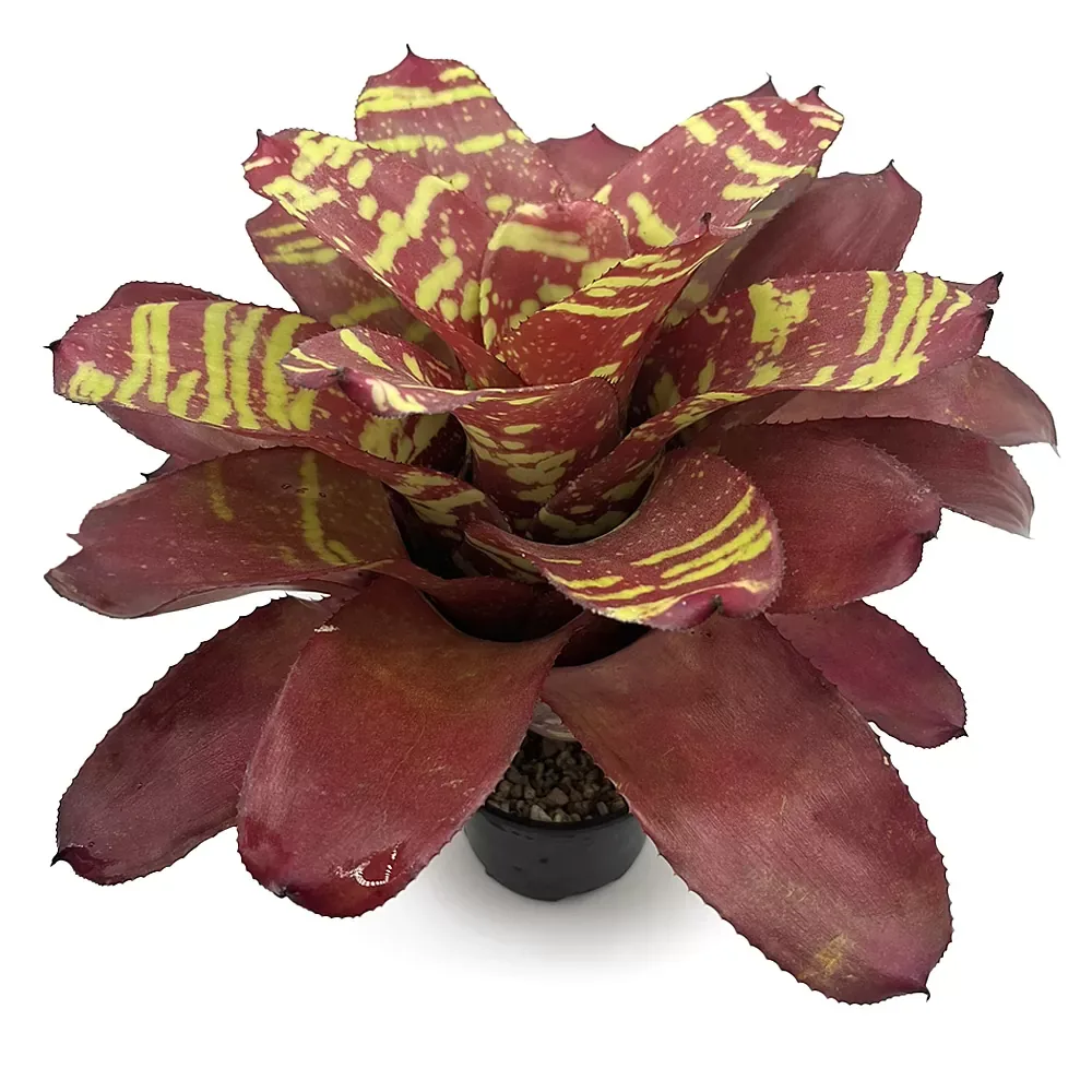 Neoregelia Sweety and Chubby - Image 2