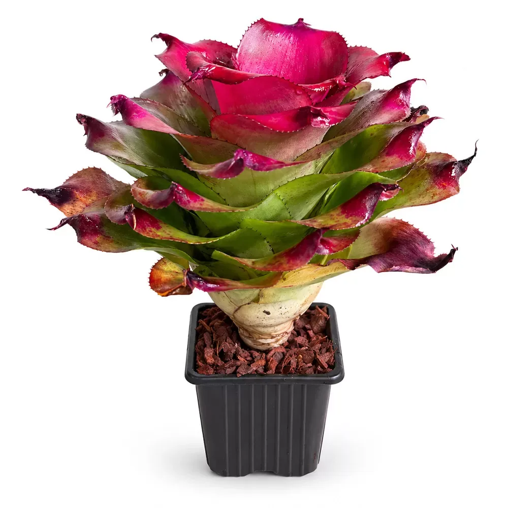 Neoregelia Tamu Tami - Image 2