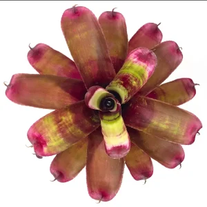 Neoregelia Tara