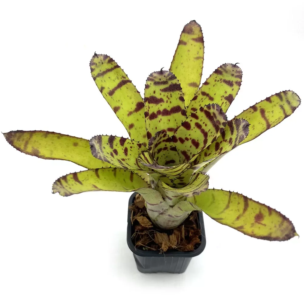 Neoregelia Tiger Hybrid - Image 2