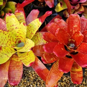 Neoregelia Treasure Chest x Norman Bates