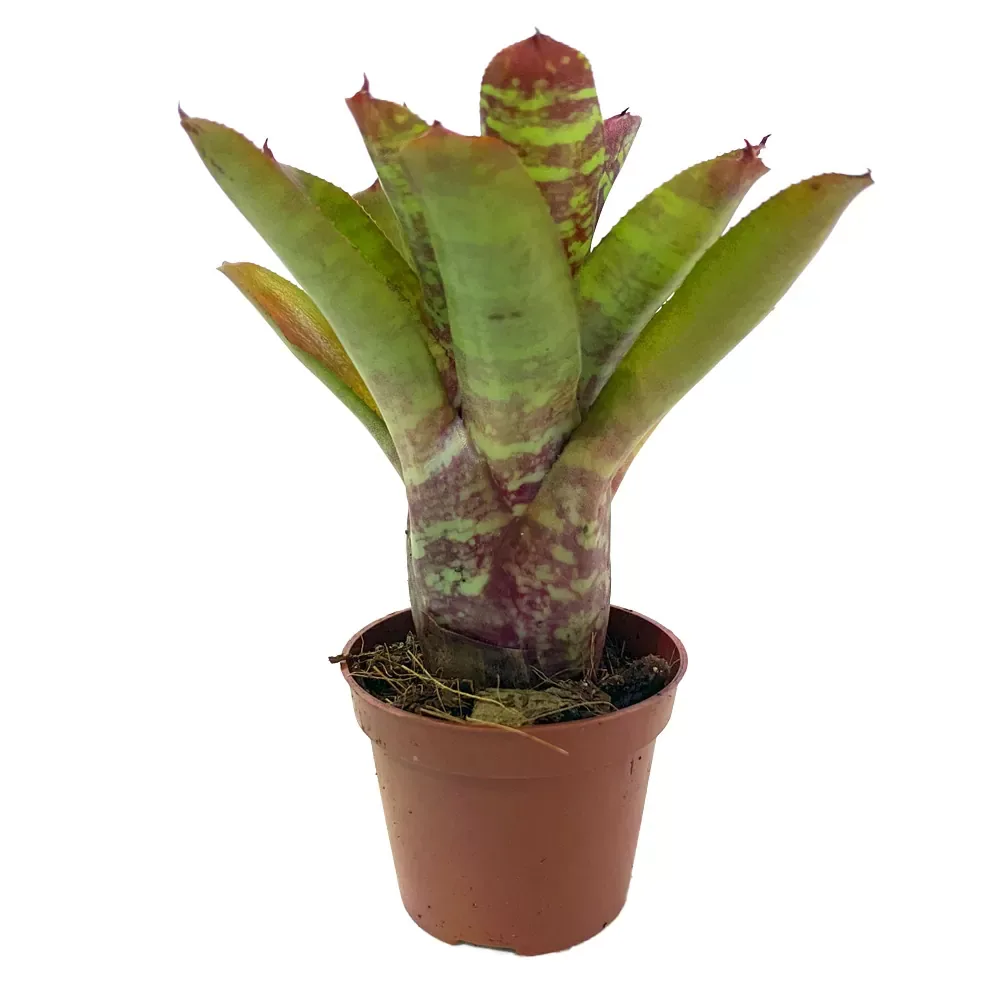 Neoregelia Wild Tiger - Image 2