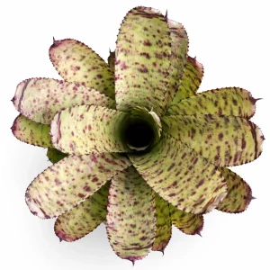 Neoregelia Wild Tiger x Golden Pheasant