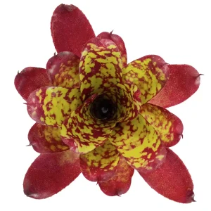 Neoregelia Winnie the Pooh