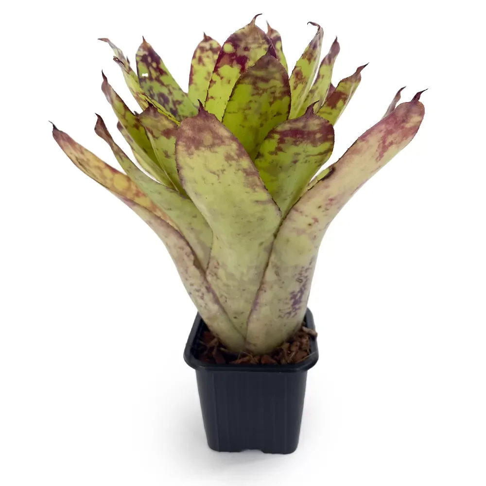 Neoregelia Winnie the Pooh Hybrid - Image 2